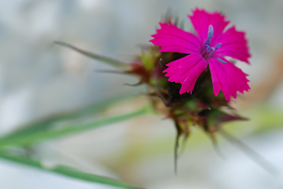 Dianthus carthusianorum / Garofano dei Certosini